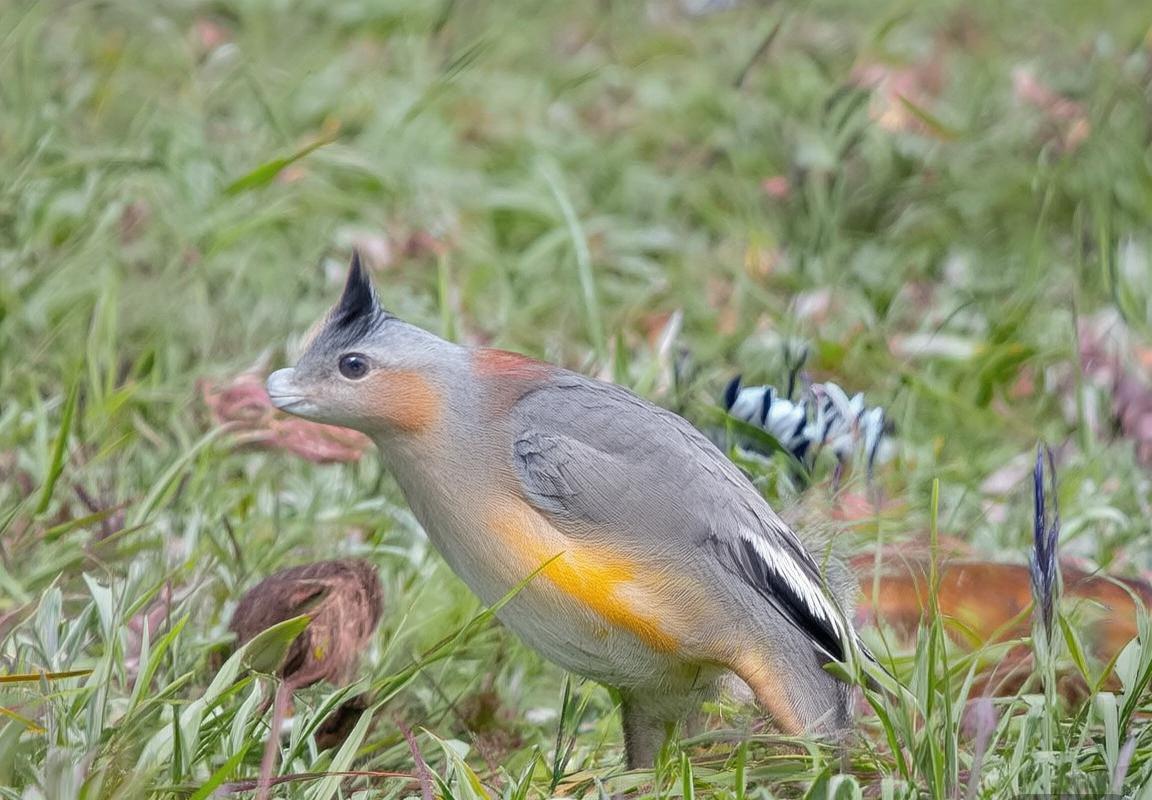 巴塞罗那VS拜仁慕尼黑：欧冠巅峰对决战术解析与赔率前瞻